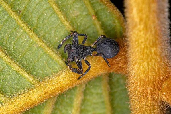 Cangrejo Adulto Araña Especie Aphantochilus Inermipes Que Imita Las Hormigas —  Fotos de Stock