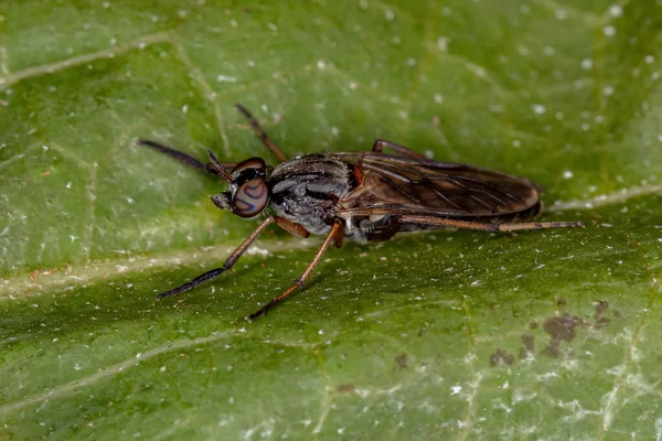 Therevidae Ailesinin Yetişkin Stiletto Sineği — Stok fotoğraf