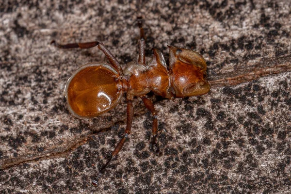 Adulto Tartaruga Amarela Formiga Dos Cefalotes Gênero — Fotografia de Stock