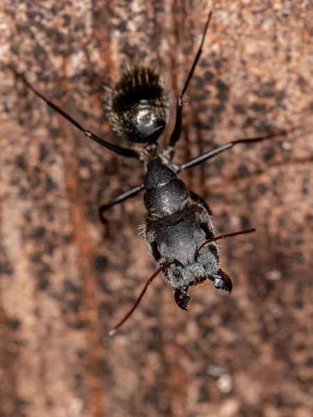 Hembra Adulta Carpintero Hormiga Del Género Camponotus — Foto de Stock