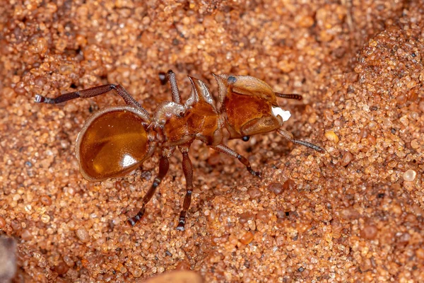 Adult Yellow Turtle Ant Genus Κεφαλωτές — Φωτογραφία Αρχείου