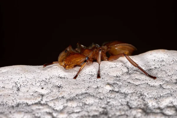 Hormiga Tortuga Amarilla Adulta Del Género Cephalotes — Foto de Stock