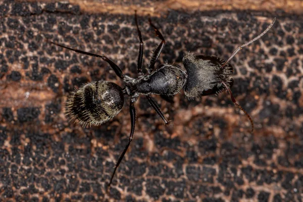 Felnőtt Női Ács Hangya Camponotus Nemzetséghez — Stock Fotó