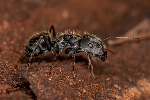 Adulto Feminino Carpinteiro Formiga Gênero Camponotus — Fotografia de Stock