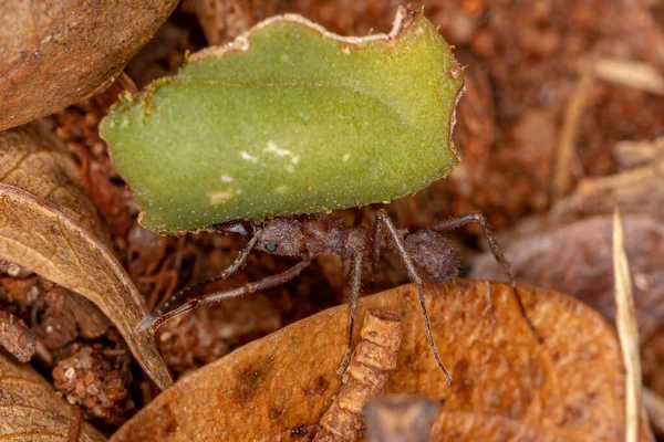 Acromyrmex Yetişkin Akromyrmex Yaprak Kesicisi Akromyrmex — Stok fotoğraf