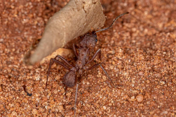 Adult Acromyrmex Κοπτήρας Φύλλων Μυρμηγκιών Του Γένους Acromyrmex — Φωτογραφία Αρχείου