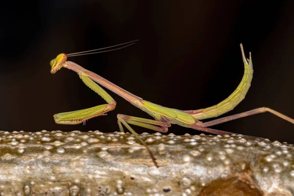 Genus Oxyopsisの小さなMantid Nymph — ストック写真