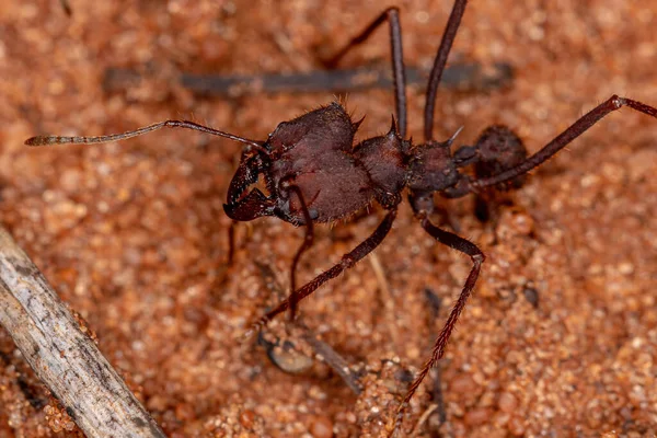 Κοπτήρας Φύλλων Atta Ant Του Genus Atta — Φωτογραφία Αρχείου