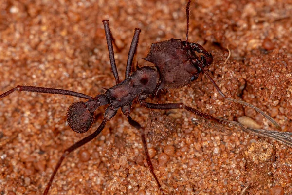 Κοπτήρας Φύλλων Atta Ant Του Genus Atta — Φωτογραφία Αρχείου