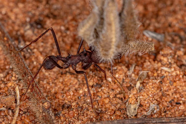 Κοπτήρας Φύλλων Atta Ant Του Genus Atta — Φωτογραφία Αρχείου