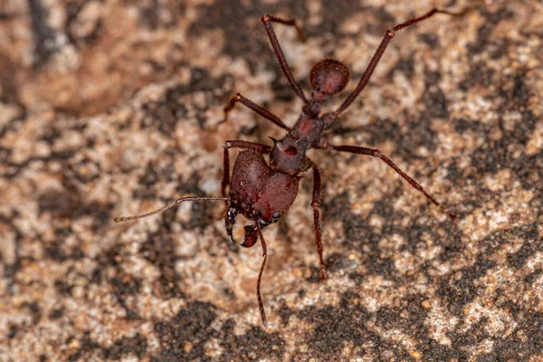 Atta Leaf Cutter Ant Рода Atta — стоковое фото