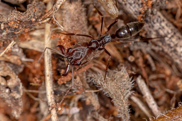 金丝雀属成虫的成年红爪蚂蚁 — 图库照片