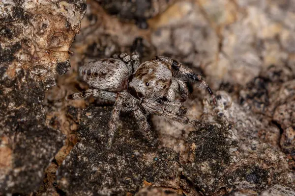 Pequeña Araña Saltadora Subtribu Dendryphantina —  Fotos de Stock