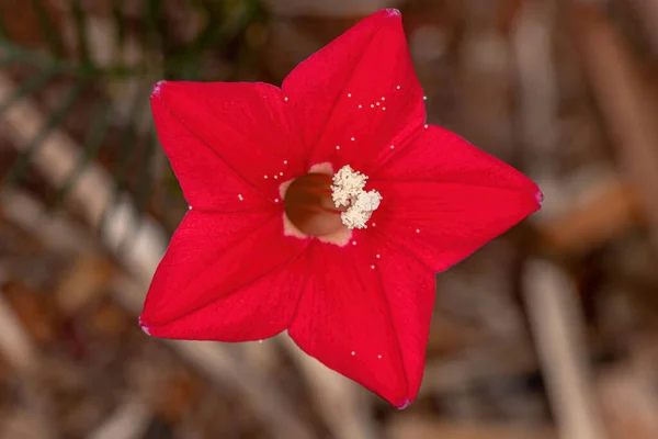 Cipreste Flor Videira Espécie Ipomoea Quamoclit — Fotografia de Stock