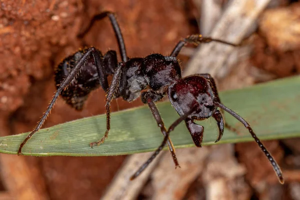 Ectatomma Cinsinin Yetişkin Kırmızı Ektatommini Karınca — Stok fotoğraf