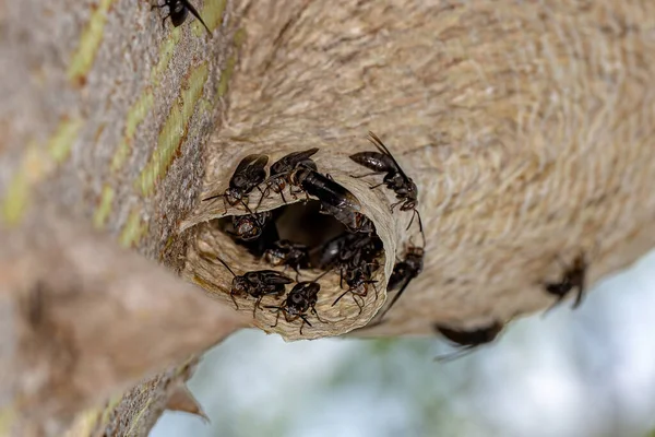 Гнездо Paper Wasps Рода Parachartergus — стоковое фото