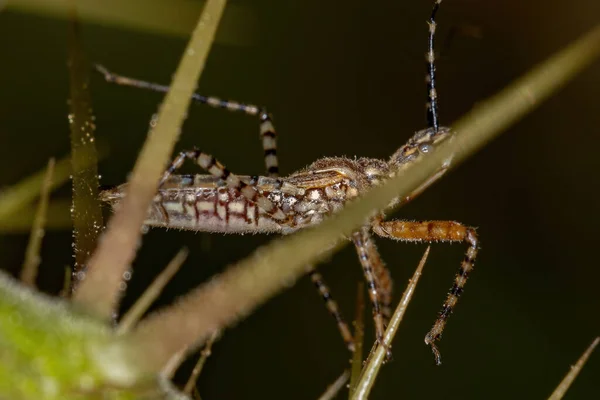 宇宙龙属的成年刺虫 Assassin Bug — 图库照片