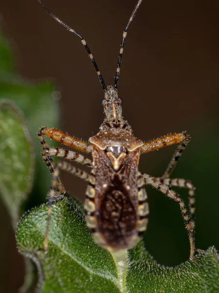 宇宙龙属的成年刺虫 Assassin Bug — 图库照片