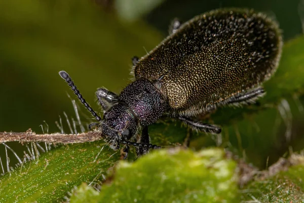 Adult Long Jointed Beetle Species Lagria Villosa — Stock Photo, Image