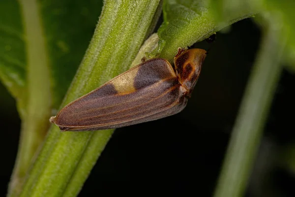 种Aspisoma Lineatum的成年萤火虫 — 图库照片