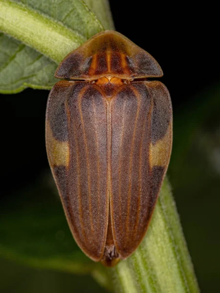 Дорослий Світлячок Жук Виду Aspisoma Lineatum — стокове фото