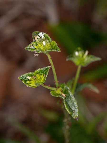 Elephant Foot Plant Gatunku Elephantopus Mollis — Zdjęcie stockowe