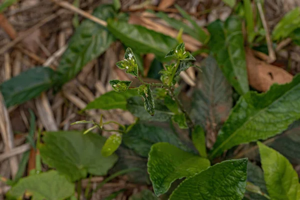 Elephant Foot Plant Gatunku Elephantopus Mollis — Zdjęcie stockowe