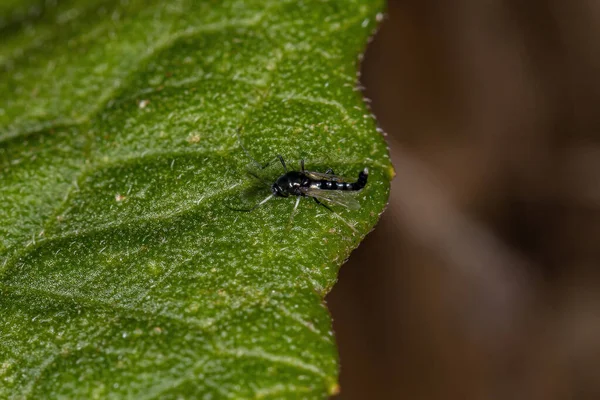 Ενηλίκων Non Biting Midge Family Chironomidae — Φωτογραφία Αρχείου