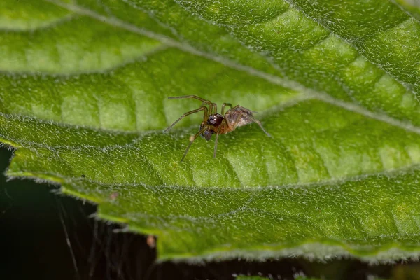 Volwassen Mannelijke Kleine Meshweaver Spinnen Van Familie Dictynidae — Stockfoto