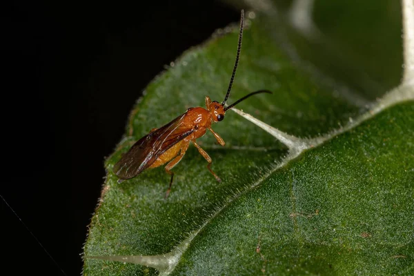 Ενηλίκων Braconid Σφήκα Της Οικογένειας Braconidae — Φωτογραφία Αρχείου