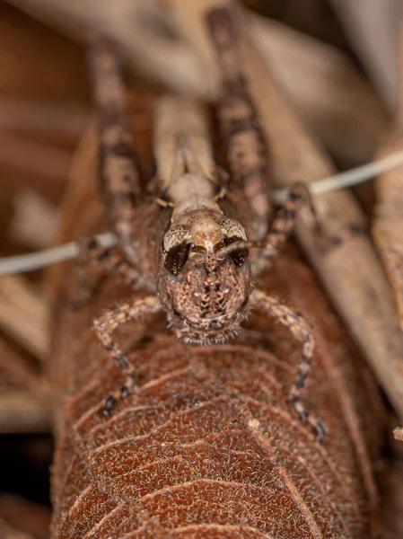Ninfa Grasshopper Chifres Curtos Família Acrididae — Fotografia de Stock