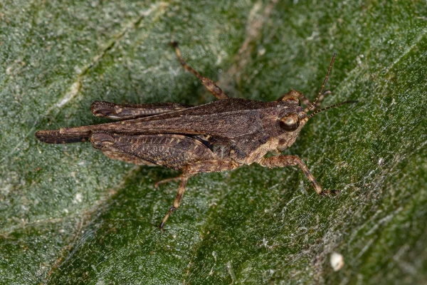 성충인 라소니 Tetrigidae — 스톡 사진