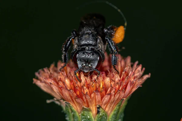 Voksen Stingless Bee Slægten Trigona Emilia Blomst - Stock-foto