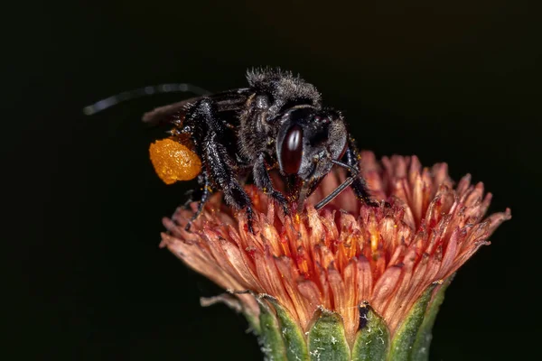 Voksen Stingless Bee Slægten Trigona Emilia Blomst - Stock-foto