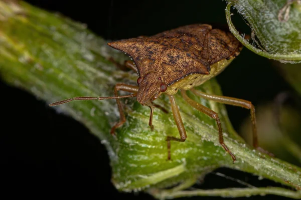 Dorosły Śmierdzący Robal Rodziny Pentatomidae — Zdjęcie stockowe