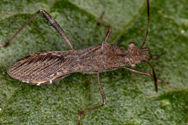 Bug Broad Headed Adulto Subfamília Alydinae — Fotografia de Stock