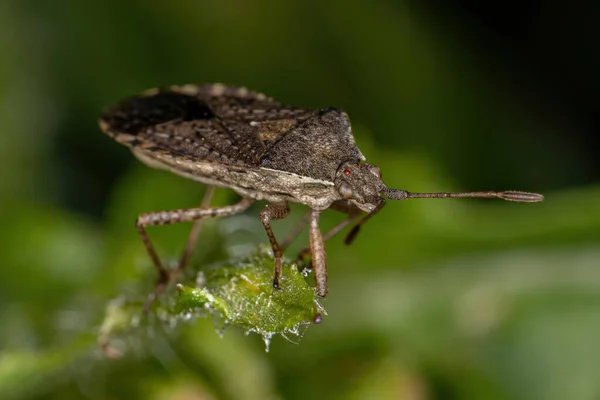 Bug Planta Scentless Adulto Subfamília Rhopalinae — Fotografia de Stock