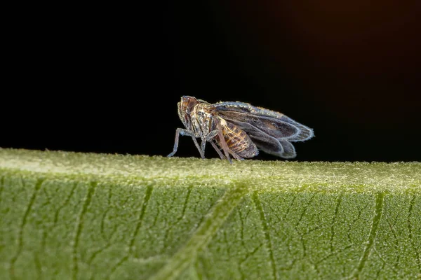 Adulter Kleinplanthopper Aus Der Familie Der Cixiidae — Stockfoto