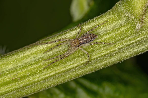 Крабовий Павук Родини Philodromidae — стокове фото