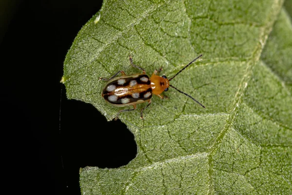 Pequeño Escarabajo Pulga Adulto Subfamilia Galerucinae — Foto de Stock