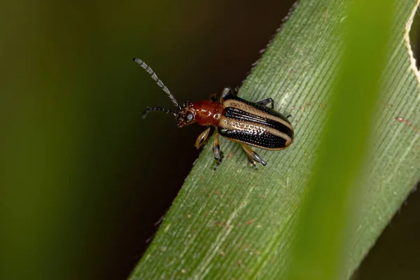 Dospělý Listový Brouk Čeledi Chrysomelidae — Stock fotografie