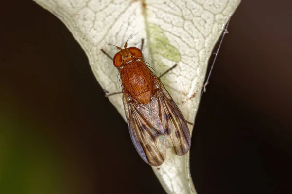 Adult Acalyptrate Fly Zoosubsection Acalyptratae — стокове фото