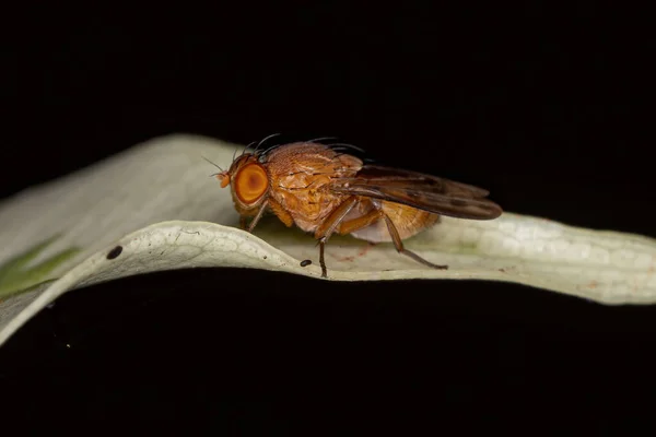 Ενηλίκων Αποκαλυπτική Μύγα Της Υποδιαίρεσης Zoosubsidium Acalyptratae — Φωτογραφία Αρχείου