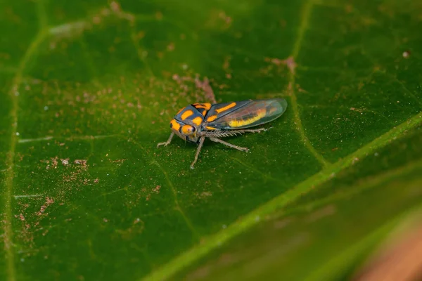 Adulto Leafhopper Típico Gênero Brazosa — Fotografia de Stock