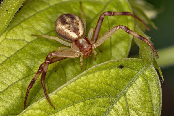 Felnőtt Nőstény Rák Család Pókja Thomisidae — Stock Fotó