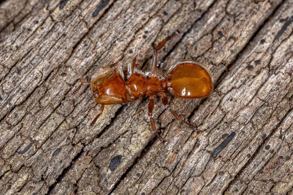 Hormiga Tortuga Amarilla Adulta Del Género Cephalotes — Foto de Stock