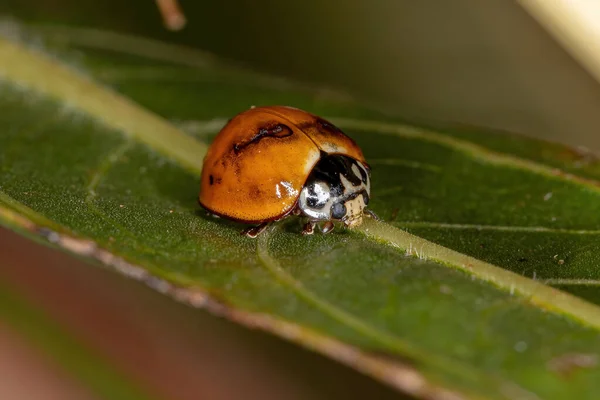 Escarabajo Adulto Sin Mancha Especie Cycloneda Sanguinea — Foto de Stock