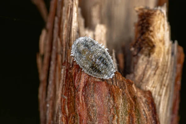 Insectos Escala Blanca Superfamilia Coccoidea — Foto de Stock