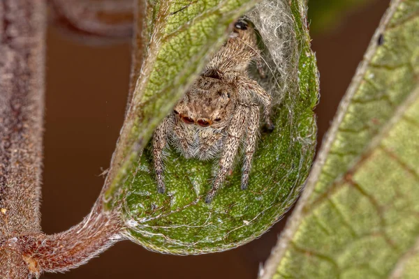 Pequena Aranha Saltitante Subtribo Dendryphantina — Fotografia de Stock