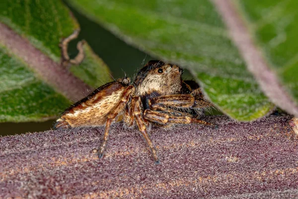 Alt Kabile Dendryphantina Nın Küçük Atlayan Örümceği — Stok fotoğraf